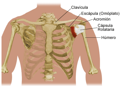 Dolor hombro clavicula derecha